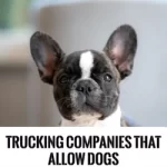 Trucking Companies That Allow Dogs