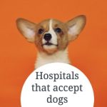 Hospitals that accept dogs