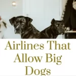 Airlines That Allow Big Dogs