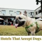 Hotels That Accept Dogs