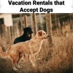 Vacation Rentals that Accept Dogs