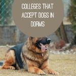 colleges that accept dogs in dorms